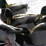 a group of mallards