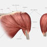 Shoulder Anatomy Tutorial