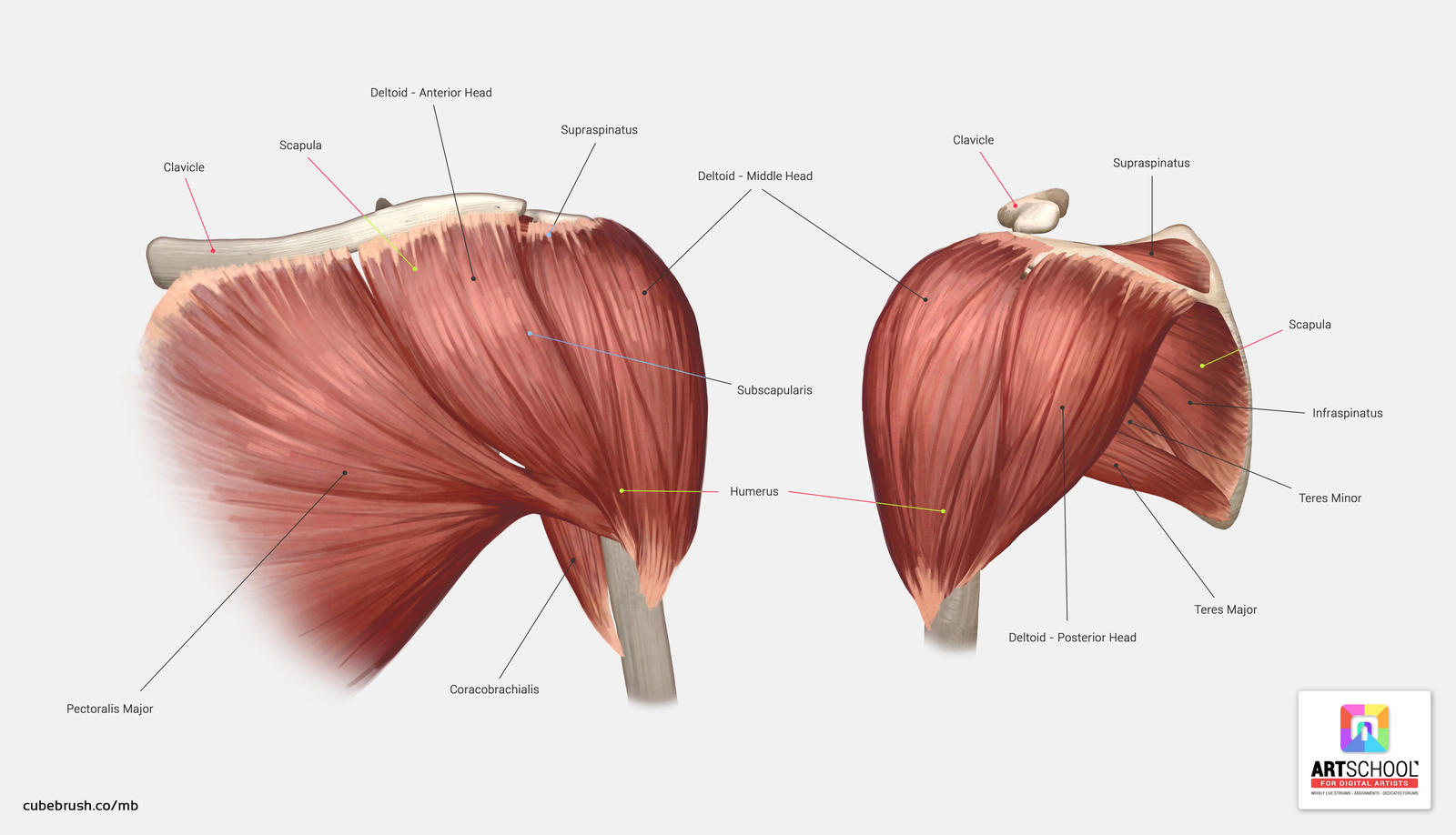 Shoulder Anatomy Tutorial