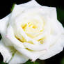 white Rose