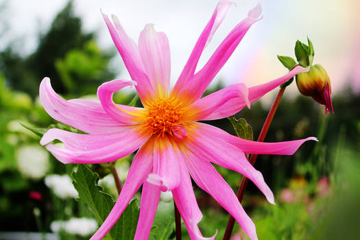 shaggy pink dahlia