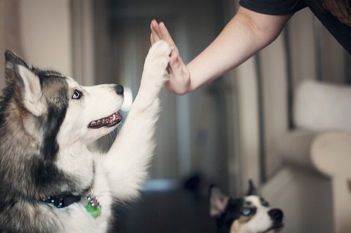 give a paw!