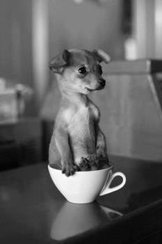 dog in cup.