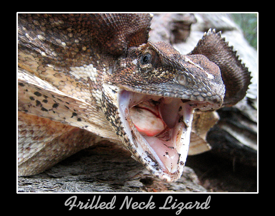 Frilled Neck Lizard