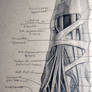 Anatomy study foot 2