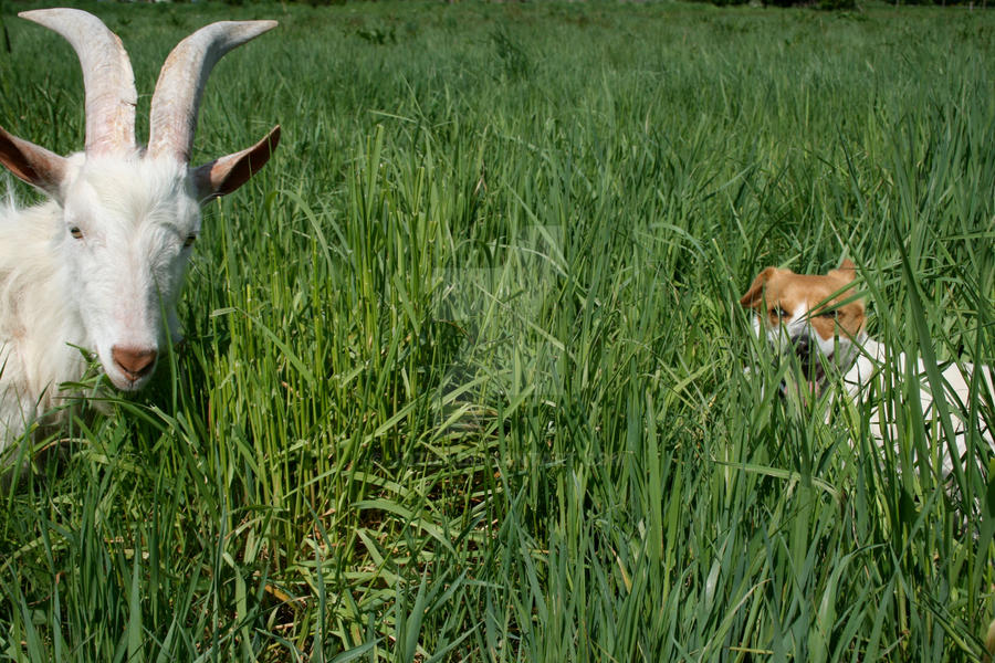 Floppy and Billy Goat II