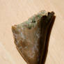 Megalodon Tooth IV
