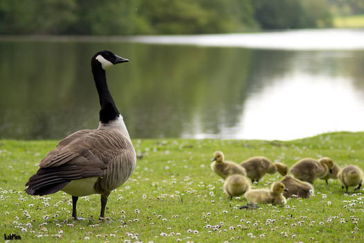 Goose face counts kids.