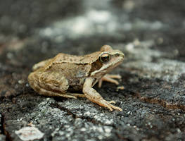 Frog 2