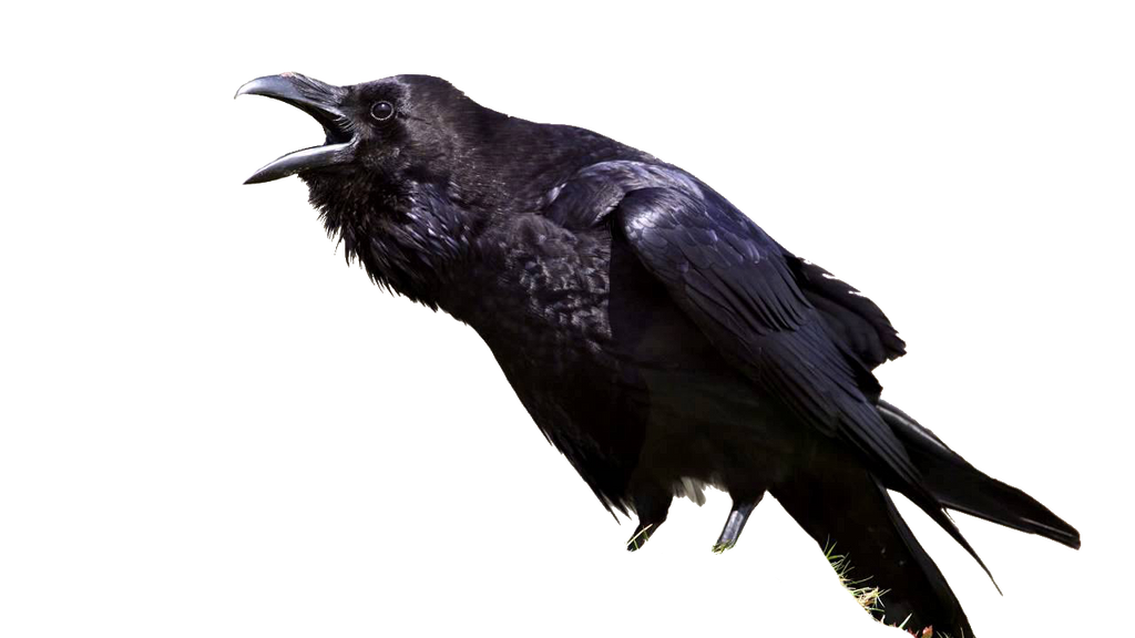 Skinless Raven raven without legs by CallMeHarbinger96 on DeviantArt