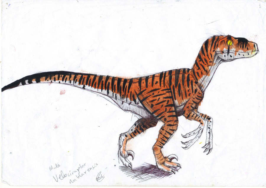 Male Velociraptor Nublarensis.