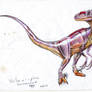 Velociraptor sornaensis male