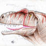 Allosaurus head study