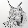 Lynx