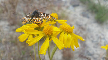 A Lovely Little Flutterby