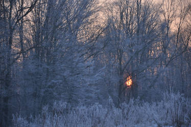 sunset behind trees