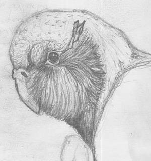 Kakapo bird