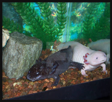 Axolotls: living in harmony