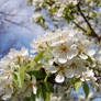 pear blossoms