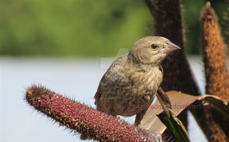 Bird On Cattail