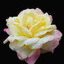 Pink and Yellow Rose