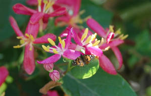 pink flowers w butterfly