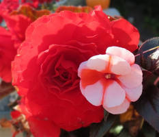 red double Begonia and pink Impatiens