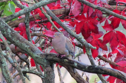 Mourning dove w red leaves behind