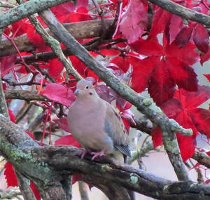 Mourning dove w red leaves portrait