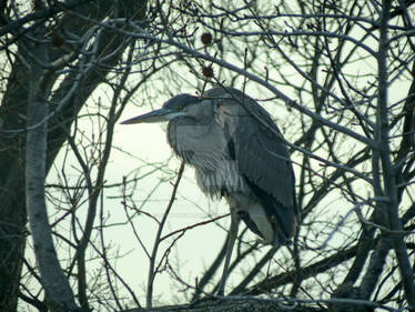 Great Blue Heron in tree