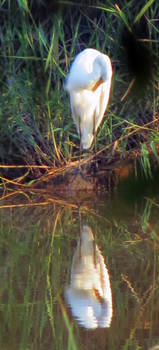 Egret preening w reflection