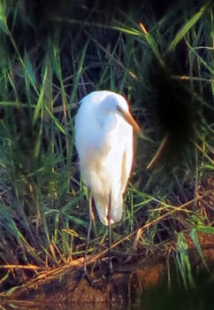 Egret