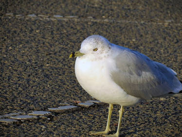 Angry Seagull