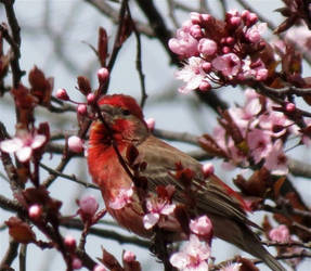 House Finch in Cherry Blossoms