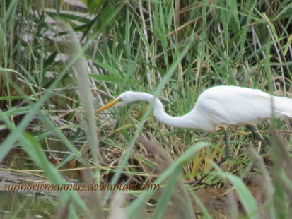 Egret