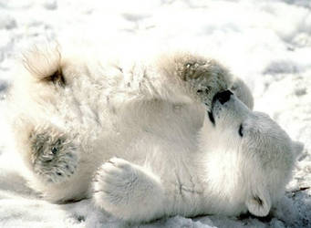 Polar Bear!!:D