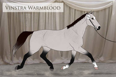 Vinstra Warmblood - 064