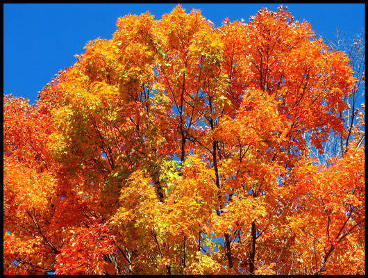 orange treetop.