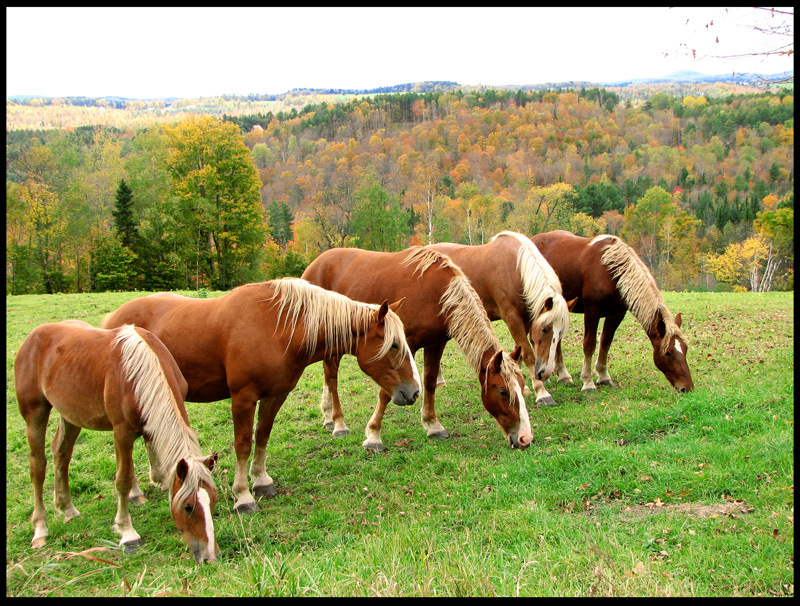 horses