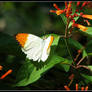 orange and white butterfly