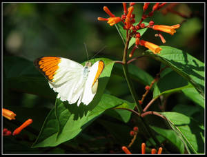 orange and white butterfly