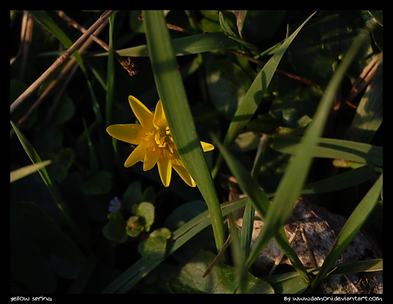 yellow spring