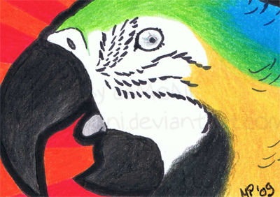 ACEO - Macaw