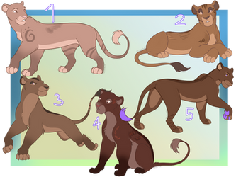 OPEN-Lioness Adopt Batch