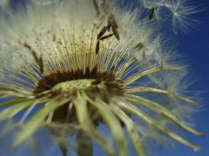 Dandelion I