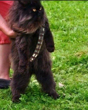 Chewbacca Kitty