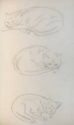 Kitty Doodles