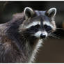 Racoon II