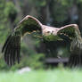 2010-20 Imperial Eagle