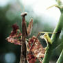 Praying Mantis
